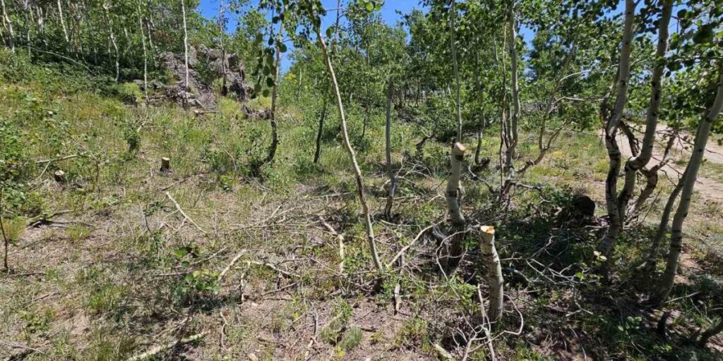 Nemrut Kalderası’nda ağaç katliamı