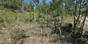 Nemrut Kalderası’nda ağaç katliamı