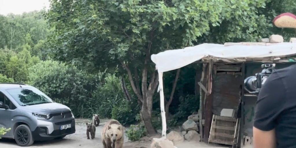 Nemrut’taki ayılar bu kez belgeselcilere saldırdı