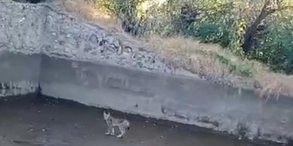 Nesli tehdit altındaki vaşak Elazığ’da görüntülendi
