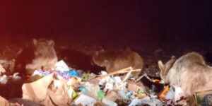 Sarıkamış’ta tehlikeye aldırış etmeden boz ayıları görüntülediler