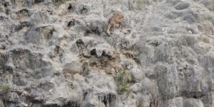 Sarp kayalıkların usta tırmanışçıları görüntülendi