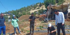 Siirt’te bitkisel üretim alanlarında hastalık ve zararlı takibi sürüyor
