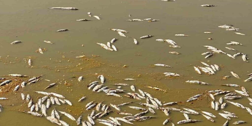 Su seviyesi düşen gölette oksijensiz kalan yüzlerce balık telef oldu
