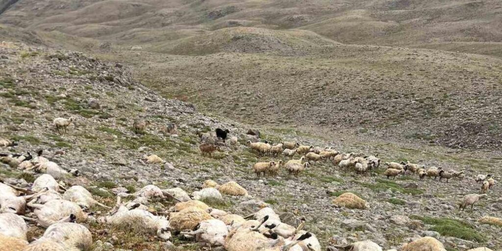 Tunceli’de yıldırım isabet eden 200 koyun telef oldu