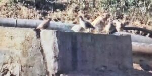 Yaban hayvanlarına can suyu