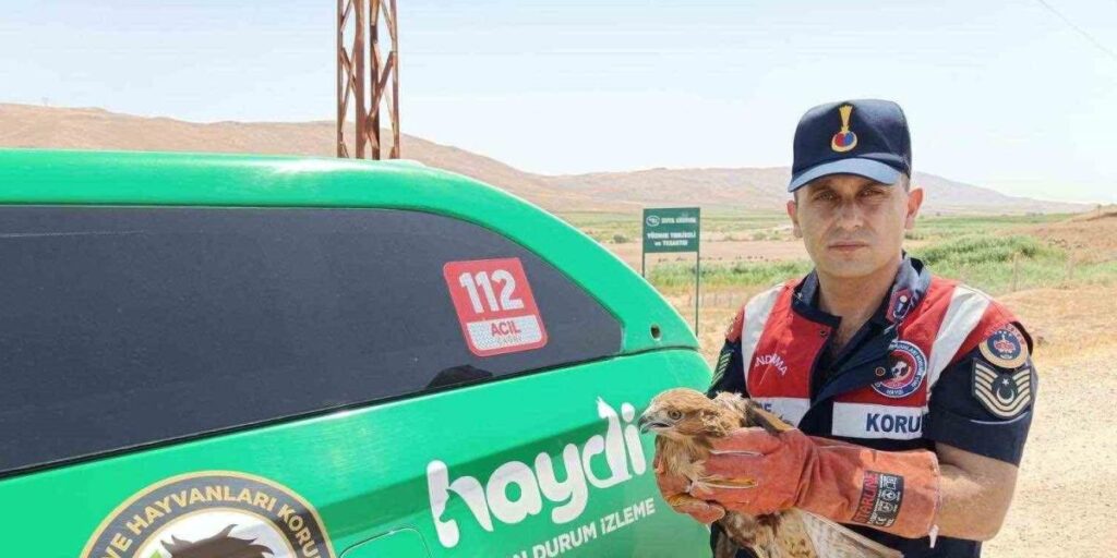 Yaralı şahin koruma altına alındı