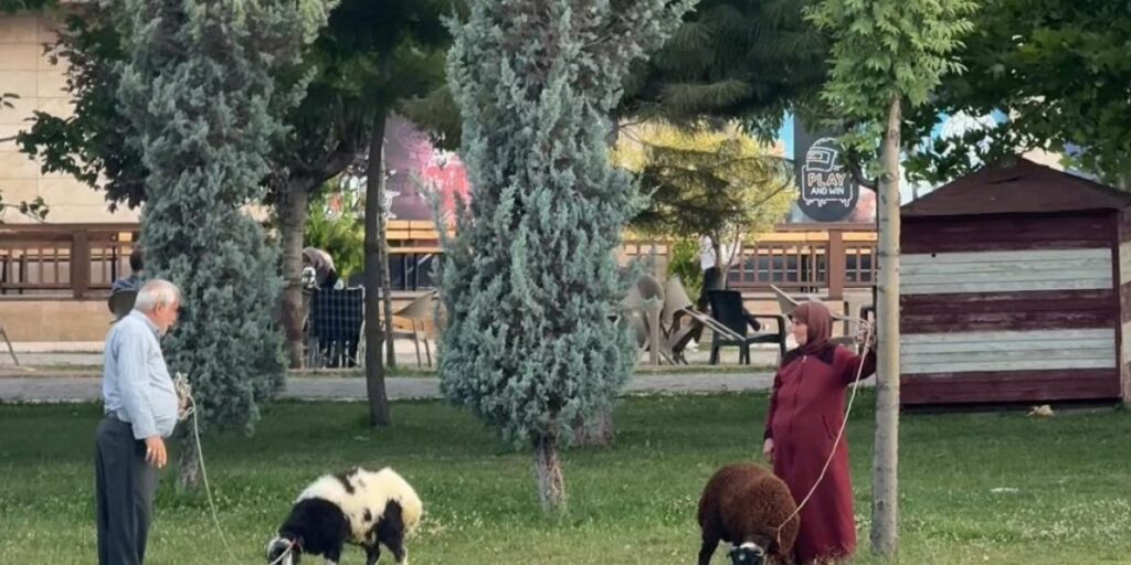 Yaşlı çiftin koyunlarını gezdirmesi renkli görüntüler oluşturdu