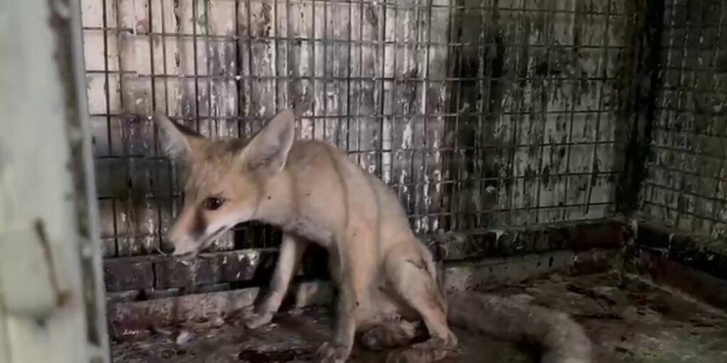 Yol ortasında yaralı olarak bulunan tilki tedavi altına alındı