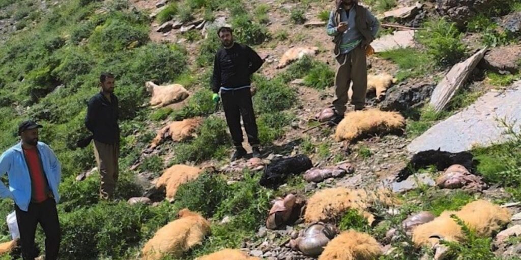 Yüksekova’da uçurumdan atlayan 20 koyundan 12’si telef oldu