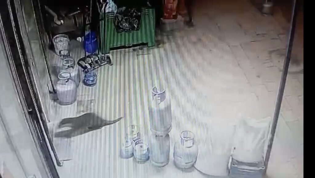 Dilek Mahallesi’nde Su Samuru Sürprizi: Esnafın Güvenlik Kamerasına Takıldı
