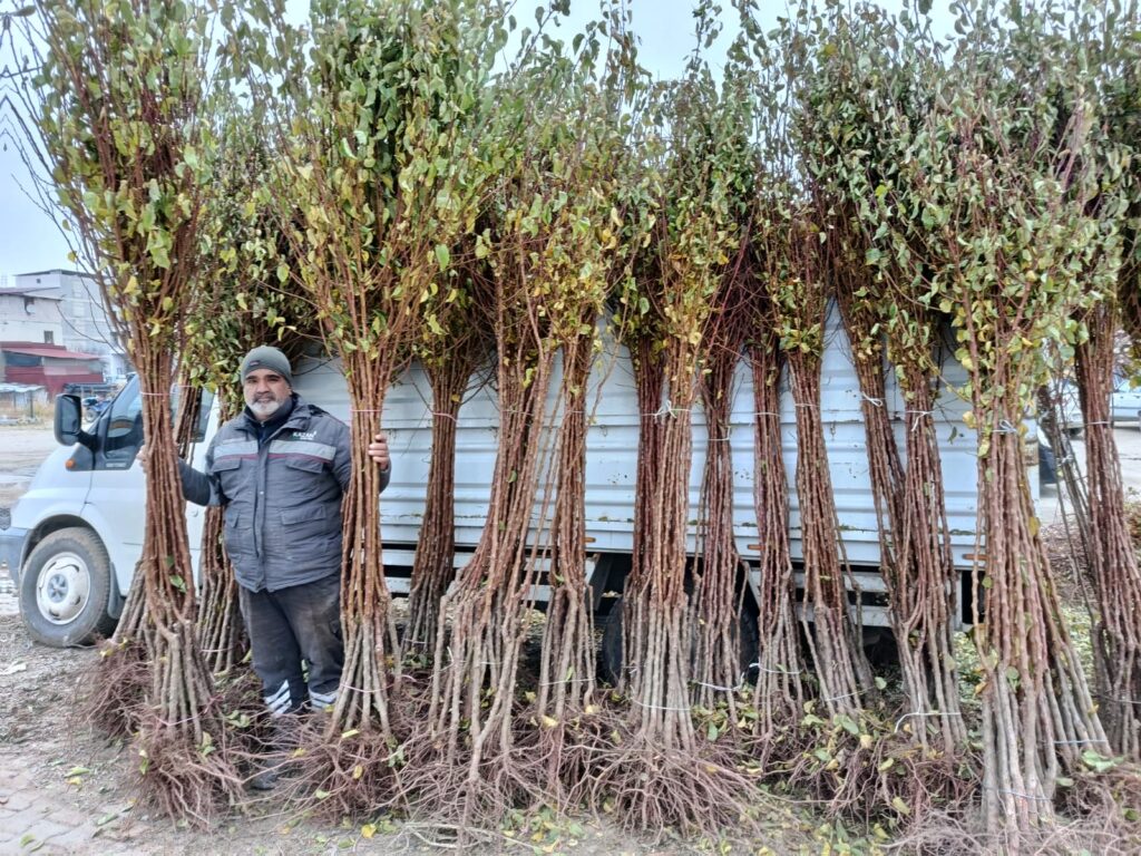 Dona Rağmen Kayısı Üretiminde Kararlılık Devam Ediyor