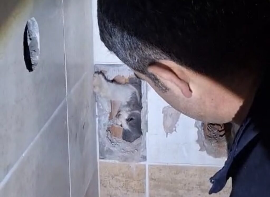 Havalandırma boşluğuna düşen kedi itfaiye tarafından kurtarıldı