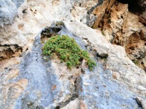 Malatya’nın Gizli Hazinesi: Şifa Saçan Bitki