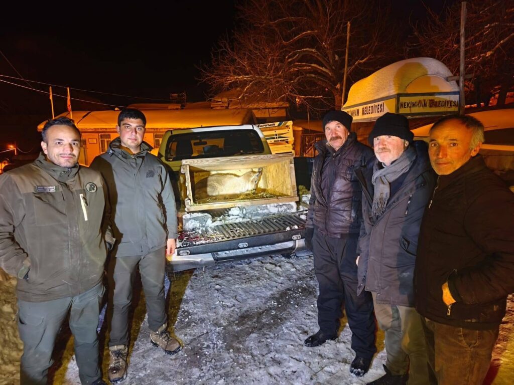 Kıştan kaçtı, köye sığındı: yavru dağ keçisi koruma altında