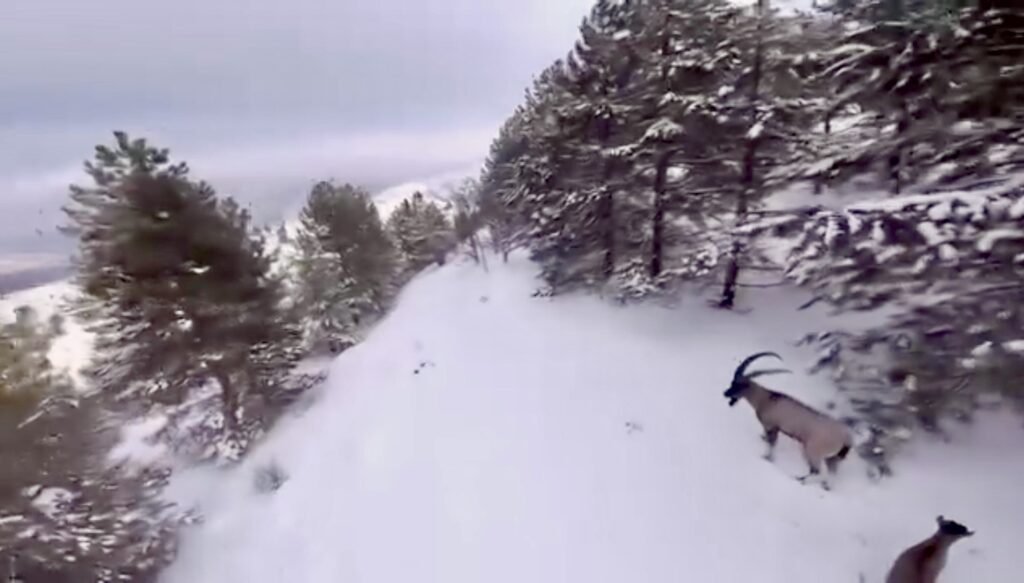 Malatya’da Karla Kaplı Dağlarda Dağ Keçileri Drone İle Görüntülendi