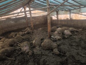 Arguvan’da kurdun girdiği ağılda 40 koyun telef oldu