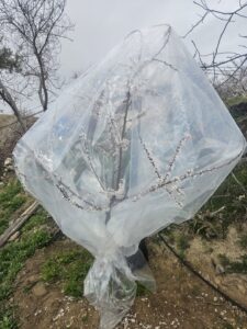 Kayısıda Don Tehlikesine Karşı Farklı Çözümler