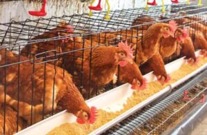 Kümes Hayvancılığında Üretim Yıllık Arttı, Aylık Geriledi