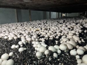 Malatya’da Alternatif Tarım Atağı: Ayda 15 Ton Mantar Üretiliyor