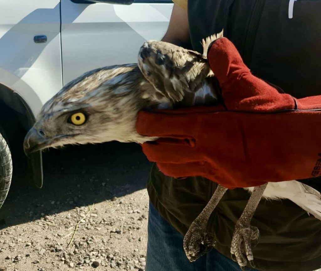 Yaralı Yılan Kartalı Tedavi Altına Alındı