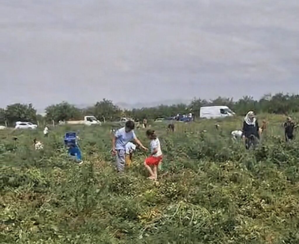 Domates Tarlada Kaldı, Üretici Ücretsiz Dağıttı