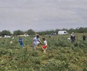 Domates Tarlada Kaldı, Üretici Ücretsiz Dağıttı
