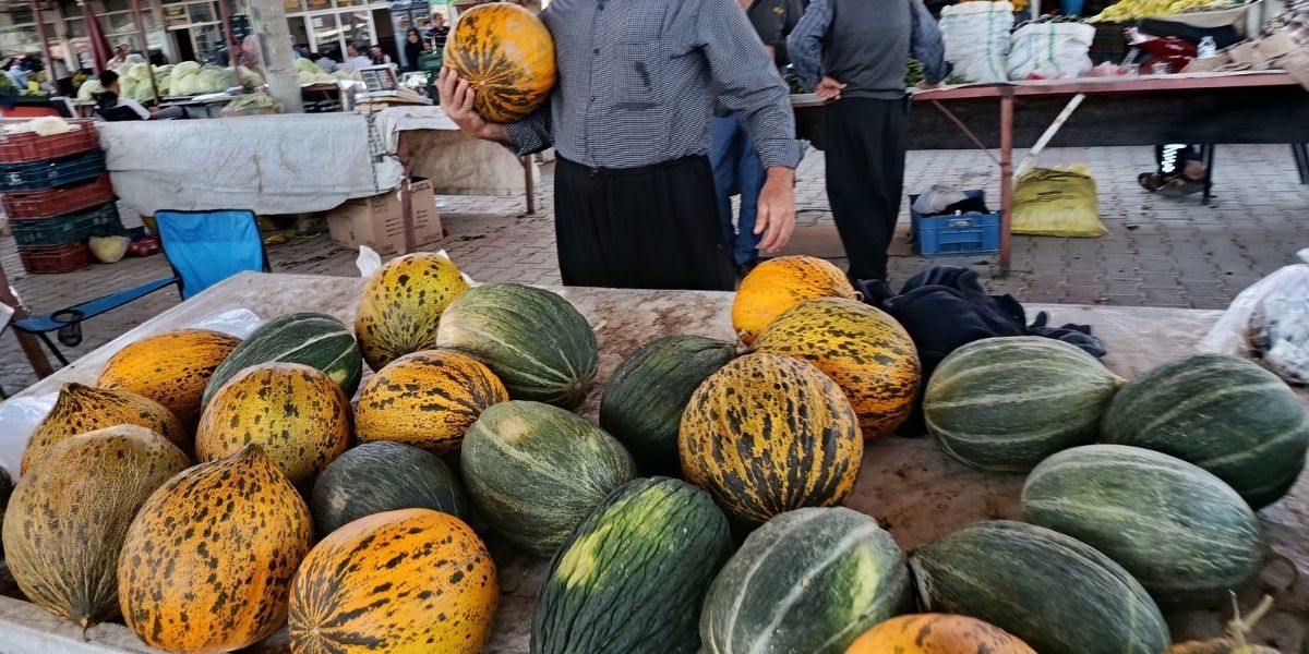 Darende’nin Meşhur Irmaklı Kavunu Tezgâhlarda: Kilosu 40 Liraya Satılıyor