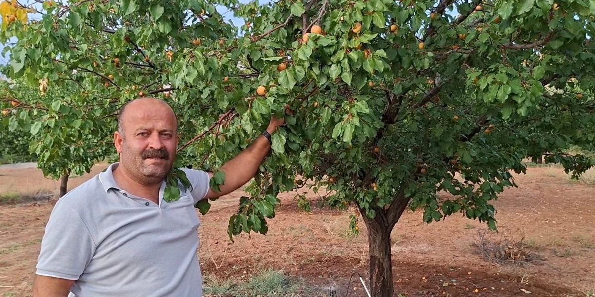 Malatya’da Eylül Sonunda Kayısı Sürprizi! Geç Çiçeklenen Ağaçlar Meyve Vermeye Devam Ediyor