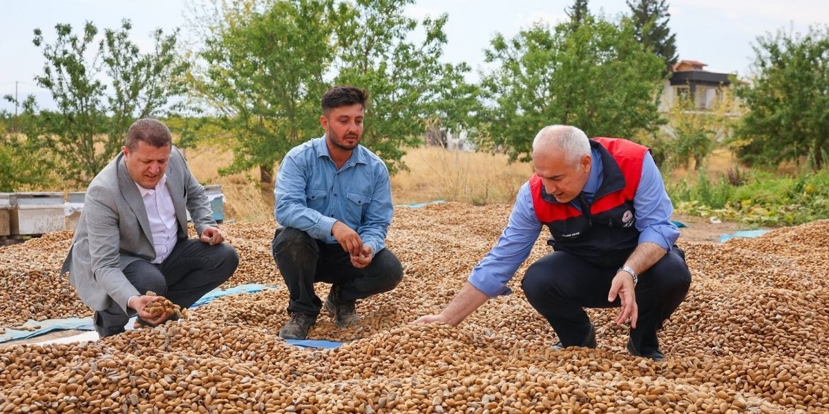 Malatya’da Kayısıya Alternatif Ürün: 45 Dönümlük Badem Bahçesinde Hasat Başladı