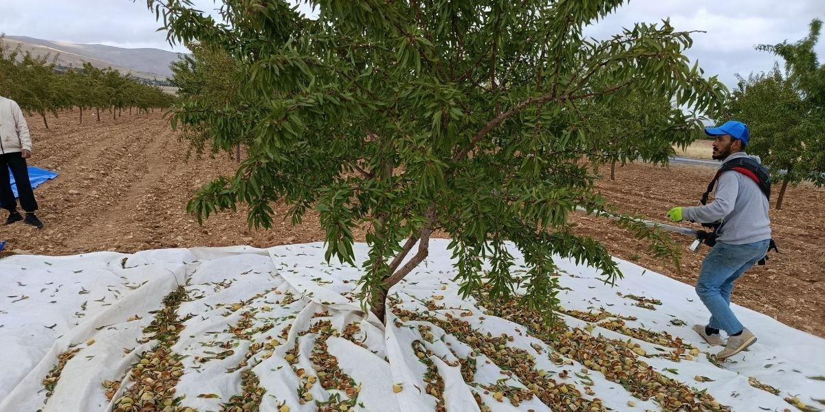 Darende Yeniköy’de Badem Hasadı Başladı: Üreticiler Ortak Tesis İstiyor