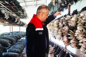 Malatya’da Mantar Üretim Tesisleri Mercek Altında: Hastalık ve Zararlıya Rastlanmadı